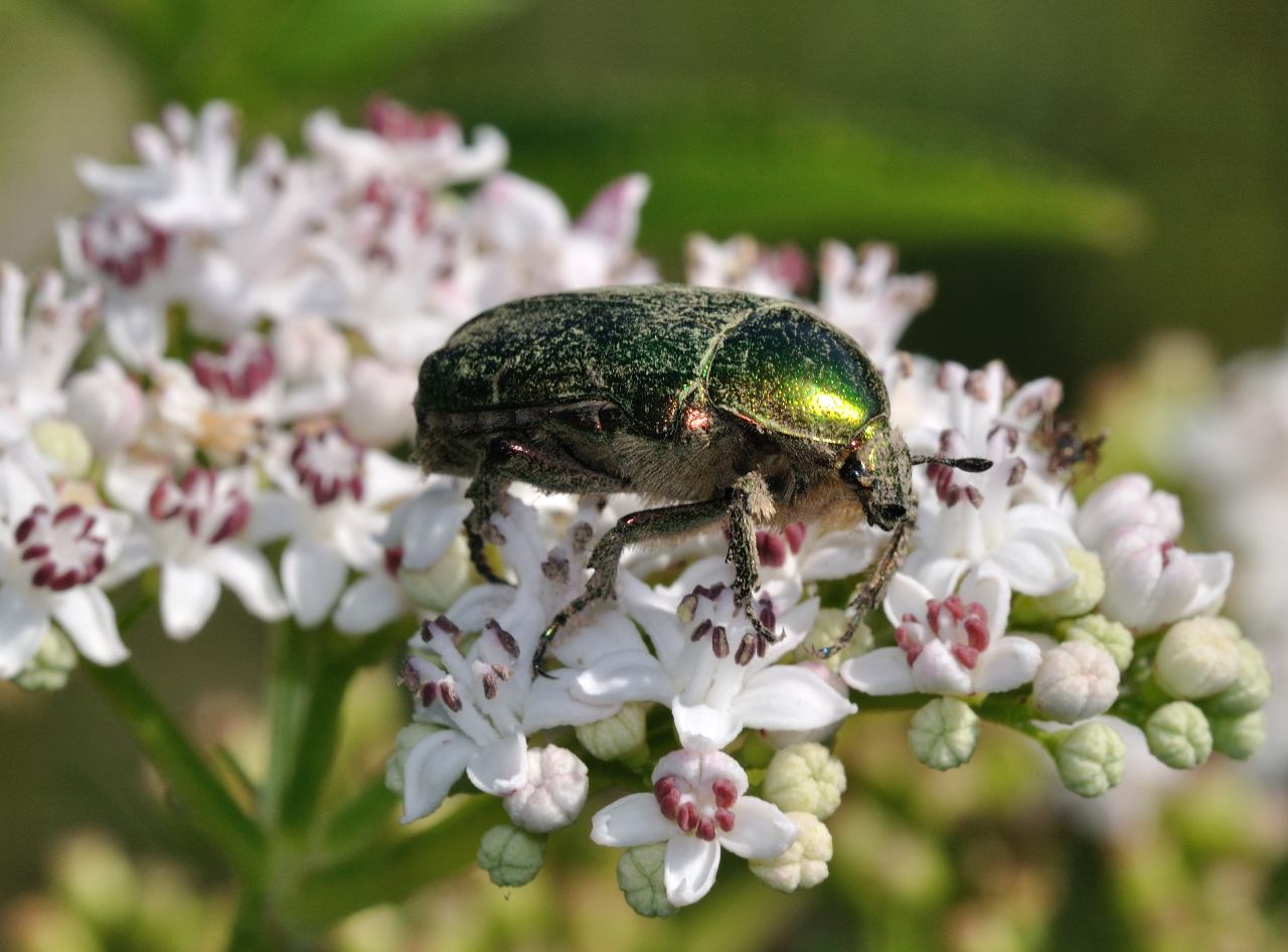 Conferma per Cetonia aurata